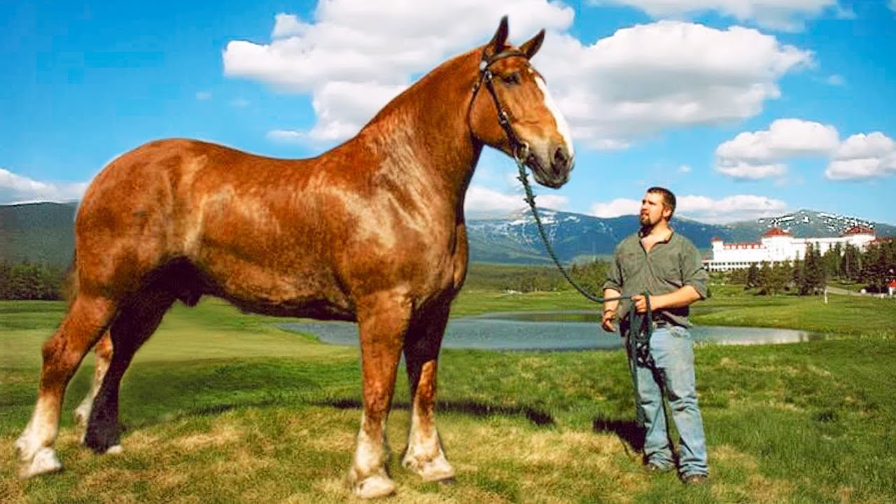 The Biggest Horse In The World